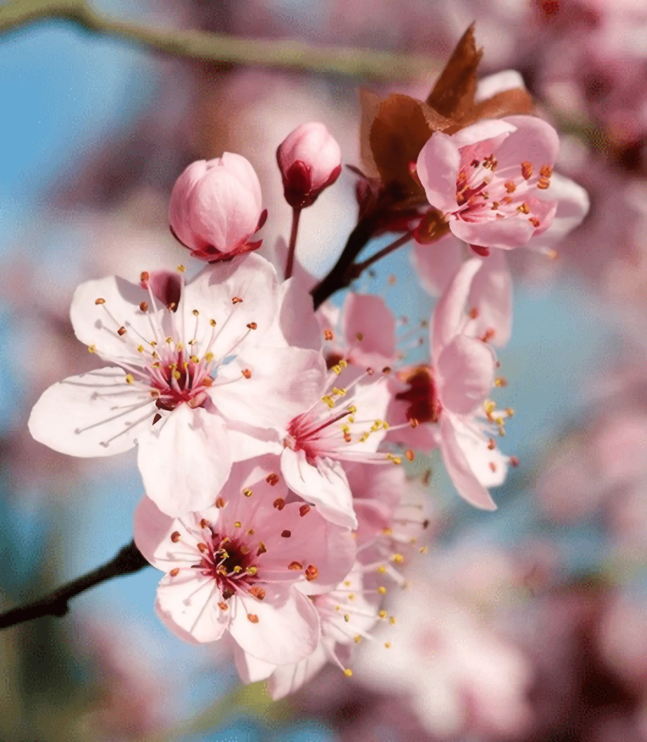 Enlarged version of the pink blossom photograph with reconstructed edges and texture